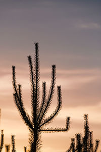 Low angle view of palm trees against sky during sunset