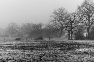Trees on farm against sky