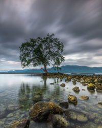 Tree on rocks by sea against sky