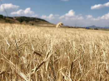 Scenic view of wheat barley  field against sky 