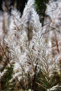 Close-up of stalks in field