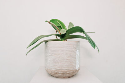 Close-up of potted plant against white background