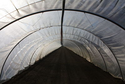 Empty footpath in greenhouse