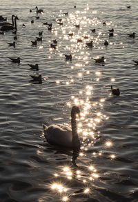 Swans swimming in lake