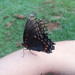 Close-up of hand holding butterfly