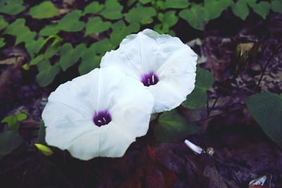 Close-up of white flower