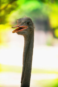 Close-up of a bird