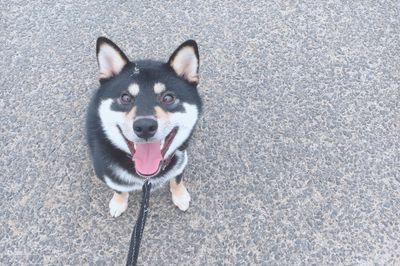 High angle portrait of dog standing outdoors