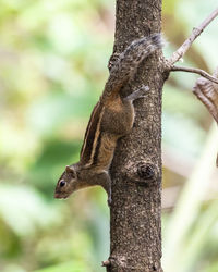 Close-up of squirrel on tree trunk