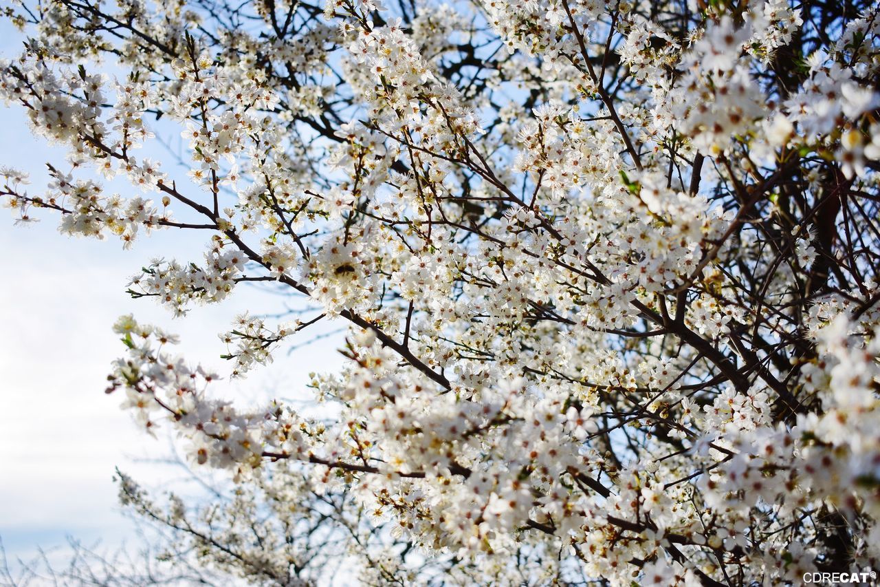 tree, plant, growth, blossom, beauty in nature, low angle view, flowering plant, branch, springtime, flower, fragility, freshness, nature, day, vulnerability, sky, cherry blossom, no people, fruit tree, cherry tree, outdoors, spring