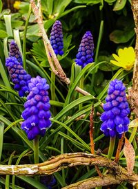 Close-up of purple flowering plants