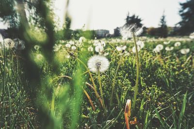 Close-up of dandelion flower on field