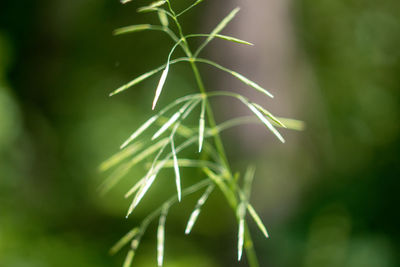 Close-up of fresh green plant