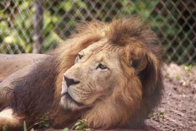 Adult male african lion panthera leo can be found in most of sub-saharan african 