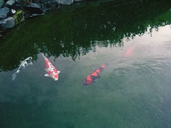 High angle view of koi in water