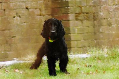 Close-up of dog on grass