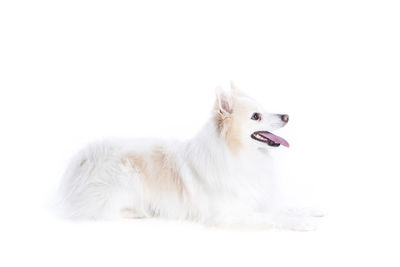 Side view of a dog over white background