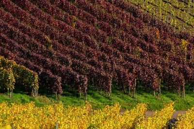 Scenic view of vineyard