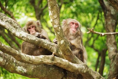 Low angle view of monkey on tree trunk