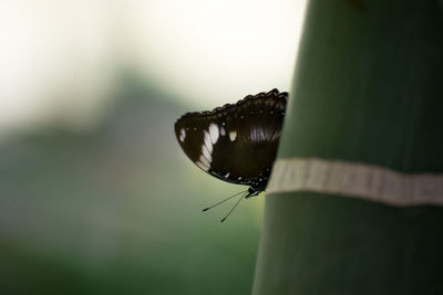 Close-up of butterfly on leaf