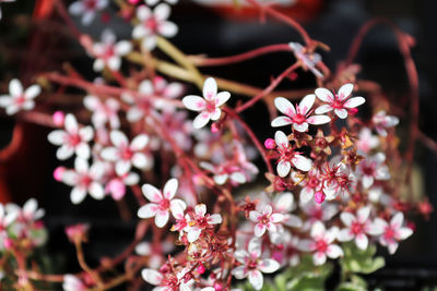 Closeup of a cluster of saxifrage flowers in the spring.