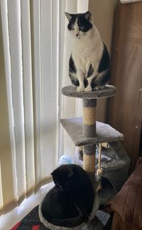 Portrait of cat sitting on chair at home