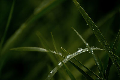 Close-up of wet plant during rainy season