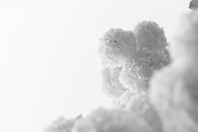 Close-up of frozen plant against sky