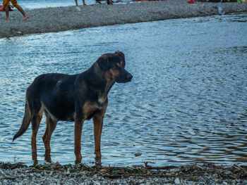 Dog running on sand