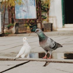 Pigeon perching on retaining wall