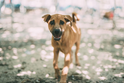 Portrait of dog running outdoors