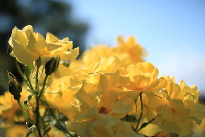 Close-up of yellow flowers blooming outdoors