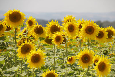 Sunflowers on field