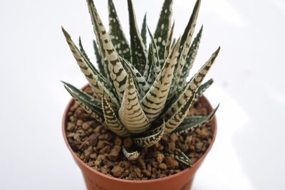 Close-up of spiked plant against white background