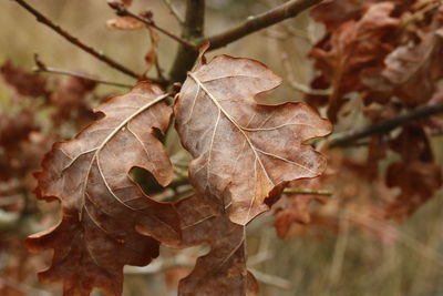 Close-up of dry leaf