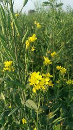 Close-up of yellow flowers growing in field