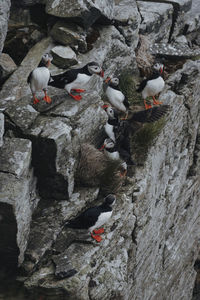 Birds perching on rock