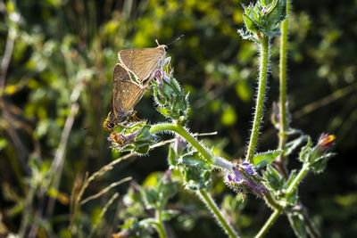 Close-up of butterfly on plant
