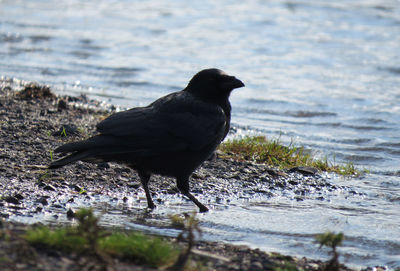 Close-up of bird perching on water