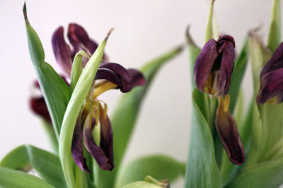 Close-up of purple flowering plant