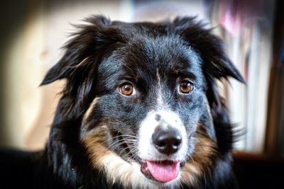 Close-up portrait of black dog at home