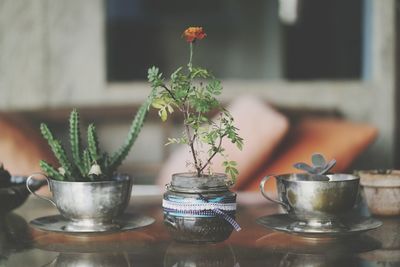 Plants in container and old cups on glass table