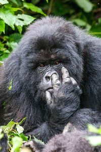 Portrait of gorilla picking nose in forest