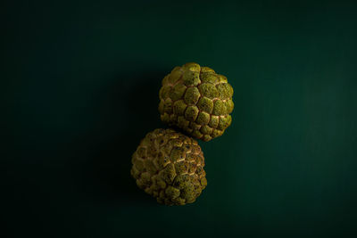 High angle view of shell against black background