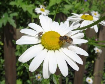 Close-up of bee pollinating on white flower
