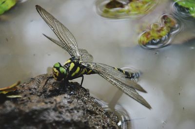 Close-up of dragonfly