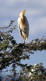 Low angle view of bird perching on a tree