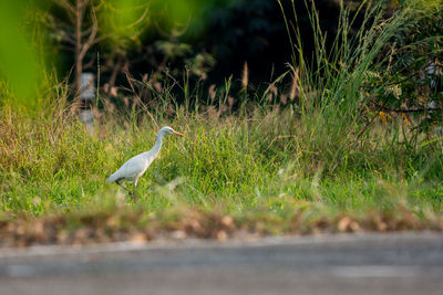 Side view of a bird on field