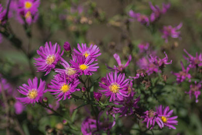 Close-up of pink flowering plants