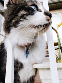 Close-up of cat looking away by fence